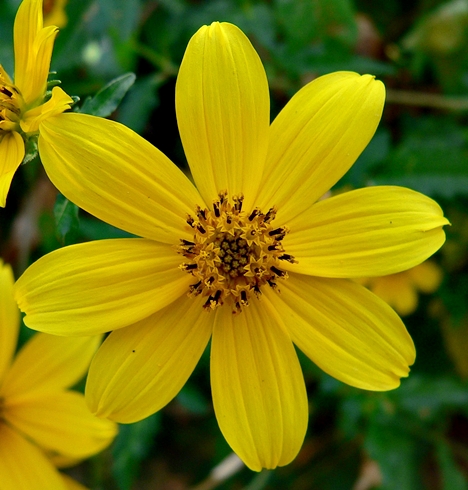{Bidens polylepis}